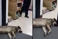 Nejlínější pes světa: Neuhne ani, když mu automatické dveře vrážejí do čumáku