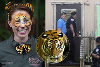 Tygr v zoo roztrhal chovatelku: Nepřežila převoz do nemocnice