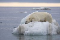Vyděšení klimatologové: Svět se rychle otepluje, březen zlomil všechny rekordy