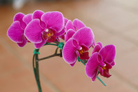 Pěstování orchidejí od A do Z: Přestaňte je rosit a dejte je na správné místo!