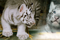 Pořádná dávka roztomilosti: Zoo Liberec zveřejnila první fotky tygřích mláďátek
