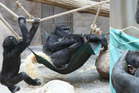 Tlupa se sžívá s gorilím mládětem: Benjamínek Nuru na miminko »žárlí«