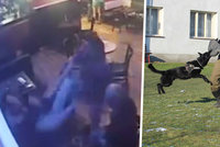 Brutální rvačku v Plzni musel rozhánět služební pes: Rumunský útočník dostal košíkem do obličeje