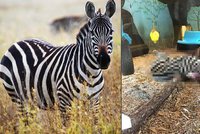 Brutální výjev v norské zoo: Zebře uřízli hlavu a předhodili ji tygrům