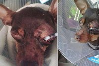 Zasloužila by pár facek: Advokátka z případu Kramný se rozčiluje nad týráním psa