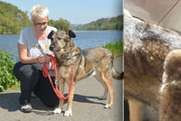 Nevidomá žena roky týrala svého vodícího psa: Konečně byl odebrán a hledá novou rodinu