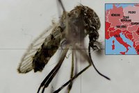 Zika může zasáhnout Evropu na konci jara: Mapa ohrožených zemí