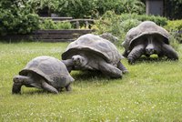Den se želvami v Zoo Praha: Chystají se přednášky i představení „želví školky“