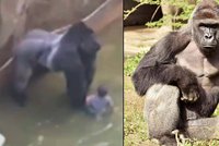 Gorilí samec vlekl v zoo kluka (4). Zabití primáta kritizují tisíce lidí