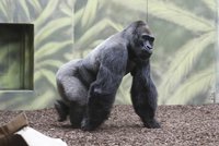 České zoo: „Neobviňujte ošetřovatele.“ Gorilu by u nás zastřelili taky