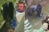 Zastřelení goriláka Harambeho bylo správné, myslí si muž, kterého před 30 lety zachránil primát