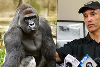 Zastřelený gorilák Harambe bude mít mláďata: Jeho odkaz bude žít nadále