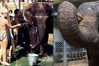Miláček zoo: Slonice Gulab za 50 let života stihla připlout z Dillí do Prahy a zachránit život