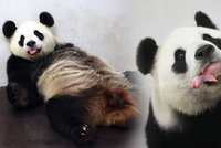 Opravdový zázrak: Panda porodila mládě! V Evropě se to povedlo jen dvakrát