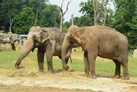 Zoo uspořádala slonici Gulab „párty“: Slavilo se 50. výročí jejího příjezdu