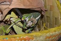 Celníci chytili pašeráka, v kufru vezl chameleony z Madagaskaru: Dostal 200 tisíc pokutu