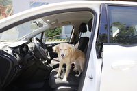 Zvířata v autě – přečtěte si, jak správně převážet chlupaté kamarády?
