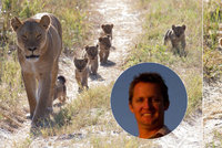 Odkaz krále safari, jehož v Zimbabwe před rokem skolil zubař z USA: Tak rozkošná jsou vnoučata lva Cecila!