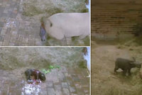 Jasmína porod zvládla sama. 32kilové mládě nosorožce mají ve Dvoře Králové