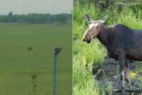 Losnesska v Brně: Samice losa se zatoulala do řepkového pole