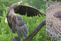 Mláďata orla na Jihlavsku někdo otrávil přímo na hnízdě! Mrtví jsou asi i rodiče