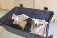 Hyenismus. 10 koťat někdo zavázal do pytle a vhodil kontejneru: Zachránil je kolemjdoucí