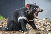 Pražská zoo chce chovat tasmánské čerty: Postaví pro ně nový pavilon