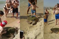 Vytáhli želvu z moře kvůli selfie: Děti po ní skákaly a zlomily jí lebku
