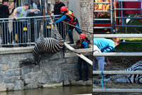 Cirkusu Berousek utekly dvě zebry! Jedno zvíře se utopilo