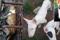 Chovatelka hlady utýrala několik psů: Kam se poděli ti, co přežili, a jak se teď mají?