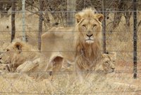 Hladovějící lvi čekali na smrt: Lovecká společnost je chovala pro bohaté zájemce