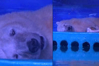 Nejsmutnější polární méďa na světě: Vznešené zvíře zavřeli v obchoďáku pro potěšení návštěvníků