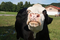 Češku napadla v Rakousku kráva, zvíře zahnali kolemjdoucí s deštníky