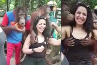 Opič(uň)áci! Orangutani ohmatávali turistce ňadra