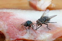 Otravy jídlem budou častější. Infikované mouchy se přemnoží teplem, varují vědci