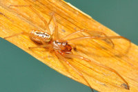 Na Moravě objevili nového pavouka: Z kusadel mu koukají mohutné zuby