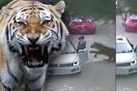 Tygři rozsápali ženu v safari! Zemřela při záchraně dcery, která vystoupila z auta
