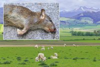 Nový Zéland chrání své ptáky: Vláda se rozhodla vyhladit všechny krysy