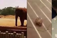 Slon v zoo zabil školačku (†7): Hodil po ní kámen a zasáhl ji do hlavy