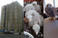 Rekonstrukce v Praze komplikuje ptactvo. Stavbaři čekají na poštolky i rorýse