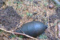 Houbař našel v lese místo hub granát ze II. světové války!