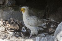 Zoo Praha vypustí do světa supa: Bude létat nad Bulharskem