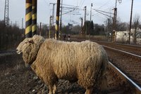 Beran zastavil vlaky u Karlštejna: Po pádu ze skály strhl trolej
