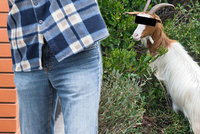 Muž souloží s kozou, děsí se ve slovenské vesnici. Podezření mají kvůli zoufalému mečení