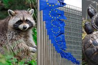 „Zlá EU zabíjí zvířátka?“ Mývalové ani želvy trpět nebudou, tvrdí ministerstvo