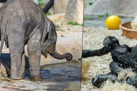 Zvířata v pražské zoo se nenudí, zejména mláďata: Slonice je tank a orangutanka ohnivý mužíček!