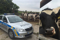 Muže na Nymbursku rozmačkal býk: Natlačil ho na železnou ohradu