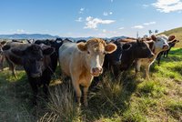 Utratí až 126 tisíc krav. Na Novém Zélandu na ně zaútočila zákeřná bakterie