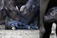 Událost v královédvorské zoo: Narození buvola v přímém přenosu!