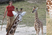 Žirafí mládě se má »jako prase v žitě«: Starají se o něj ošetřovatelé, máma i tety